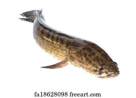 Snakehead Fish Art - Top10retractablehose