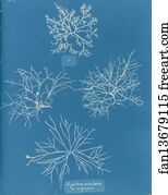 Acicularis Art Print - Gigartina Acicularis, A. In Fine Fruit