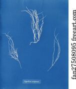 Gigartina Art Print - Gigartina Compressa.