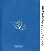 Gigartina Art Print - Gigartina Erecta