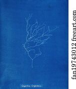 Gigartina Art Print - Gigartina Griffithsiae