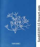 Gigartina Art Print - Gigartina Pistillata