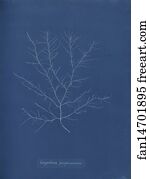 Purpurascens Art Print - Gigartina Purpurascens