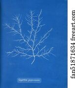 Purpurascens Art Print - Gigartina Purpurascens
