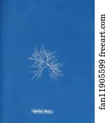 Gigartina Art Print - Gigartina Teedii