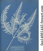 Jamaica Art Print - Gleichenia Immersa, Jamaica