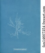 Gloiosiphonia Capillaris Art Print - Gloiosiphonia Capillaris