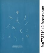 Filicina Art Print - Grateloupia Filicina