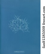 Filicina Art Print - Grateloupia Filicina