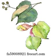 Free art print of Watercolor linden green leaves. Leaf plant botanical ...