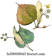 Free art print of Watercolor linden green leaves. Leaf plant botanical ...