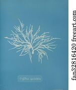 Griffithsia Art Print - Griffithsia Equisetifolia