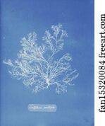 Griffithsia Art Print - Griffithsia Multifida