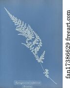 Jamaica Art Print - Gymnogramma Sulphurea, Jamaica