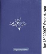 Halymenia Art Print - Halymenia Furcellaria