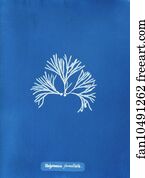 Halymenia Art Print - Halymenia Furcellata