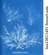 Dichotoma Art Print - Halymenia Ligulata Var. Dichotoma