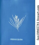 Halymenia Art Print - Halymenia Ligulata