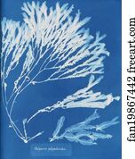 Anna Atkins Art Print - Halyseris Polypodioides