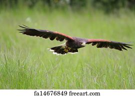 Download Free Art Print Of Angry Hawk In Flight Angry Swainsons Hawk Freeart Fa341259