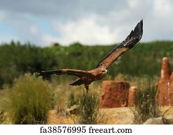 Download Free Art Print Of Angry Hawk In Flight Angry Swainsons Hawk Freeart Fa341259