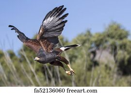 Download Free Art Print Of Angry Hawk In Flight Angry Swainsons Hawk Freeart Fa341259