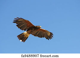 Download Free Art Print Of Angry Hawk In Flight Angry Swainsons Hawk Freeart Fa341259