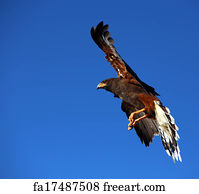 Download Free Art Print Of Angry Hawk In Flight Angry Swainsons Hawk Freeart Fa341259