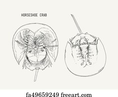 Free Horseshoe Crab Hand Draw Sketch Vector Art Prints and Artworks