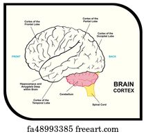 Free art print of Median Section of Human Brain Diagram. Median Section ...