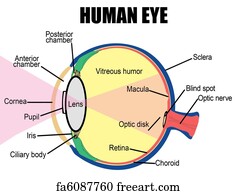 Free art print of Diagram of human bone anatomy. Diagram of human bone