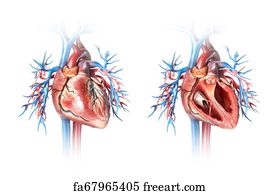 Free Art Print Of Human Heart Cross Section With Vessels Lungs Bronchial Tree And Cut Rib Cage