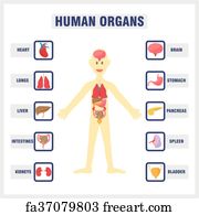 Free art print of X-ray of human body with internal organs. X-ray of ...