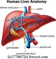 Free art print of Human Heart Anatomy. Anatomy of the human heart ...