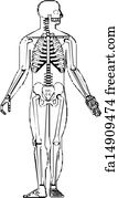 skeleton sketch with label