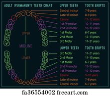 Human Teeth Infographic Teeth Fa36554002 