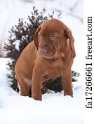 Free Hungarian Vizsla Pups Art Prints And Wall Artwork Freeart