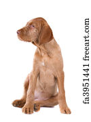 Free Art Print Of Vizsla Puppy Hungarian Wirehaired Vizsla Puppy