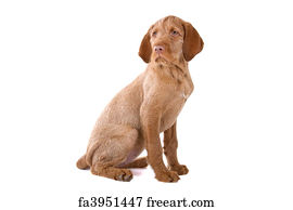 Free Art Print Of Vizsla Puppy Hungarian Wirehaired Vizsla Puppy