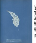 Anna Atkins Art Print - Hymenophyllum Decurrens, Jamaica