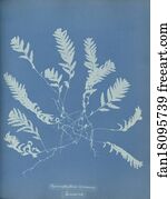 Jamaica Art Print - Hymenophyllum Sericeum, Jamaica