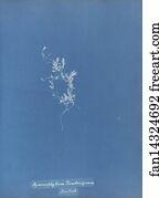 Hymenophyllum Art Print - Hymenophyllum Tunbridgense, British