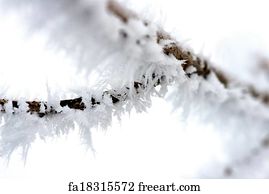 Free art print of Needles in winter. Close up of fir needles with frost ...