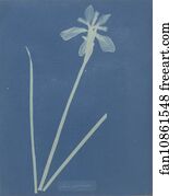 Irises Art Print - Iris Sibirica