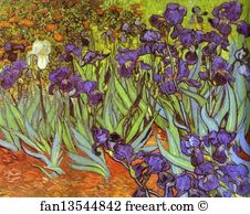 Malibu Art Print - Irises. Sait-Rémy