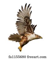 Download Free Art Print Of Angry Hawk In Flight Angry Swainsons Hawk Freeart Fa341259