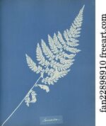 Jamaica Art Print - Jamaica