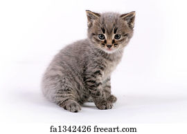 Free art print of Kitten. Cute kitten on white background | FreeArt ...