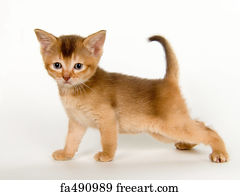 Free art print of Kitten. Cute kitten on white background | FreeArt ...