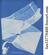 Laminaria Art Print - Laminaria Bulbosa